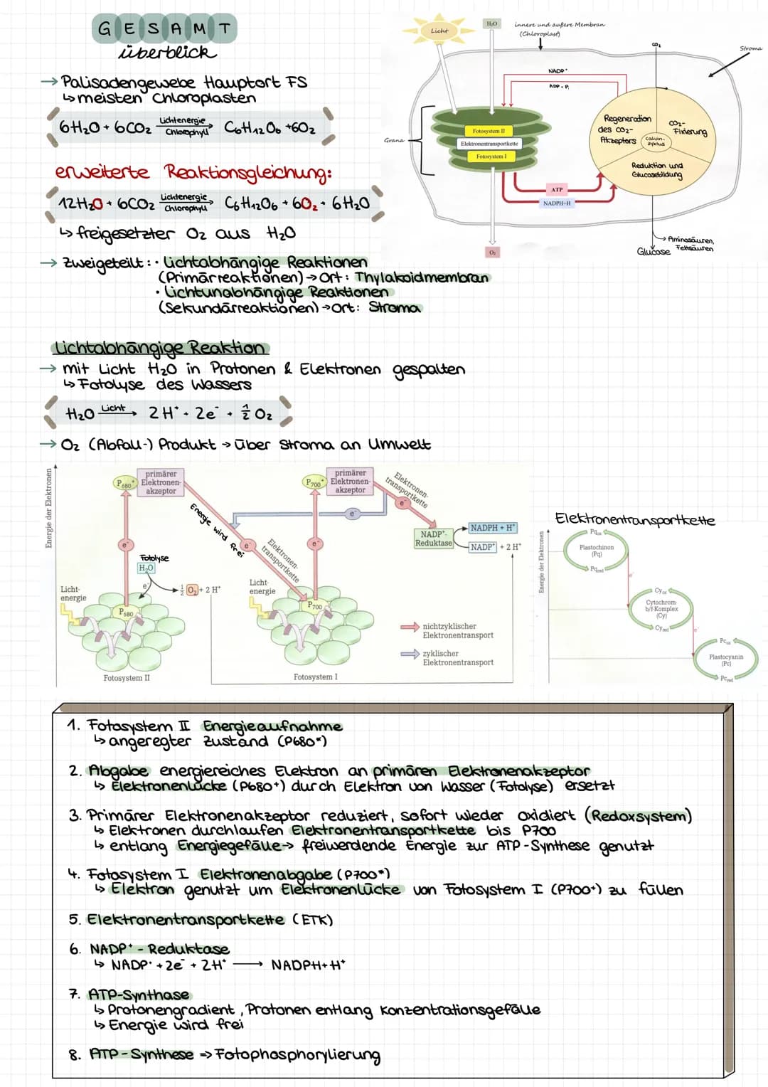 GESAMT
überblick
Palisadengewebe Hauptort FS
↳meisten Chloroplasten
Lichtenergie
6H₂0+ 6CO₂ Chlorophyll Cott12 O6 +60₂
erweiterte Reaktionsg