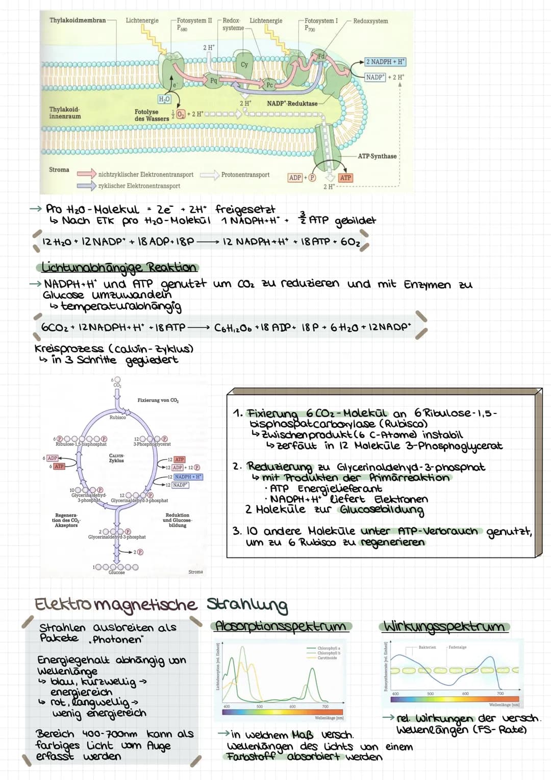 GESAMT
überblick
Palisadengewebe Hauptort FS
↳meisten Chloroplasten
Lichtenergie
6H₂0+ 6CO₂ Chlorophyll Cott12 O6 +60₂
erweiterte Reaktionsg