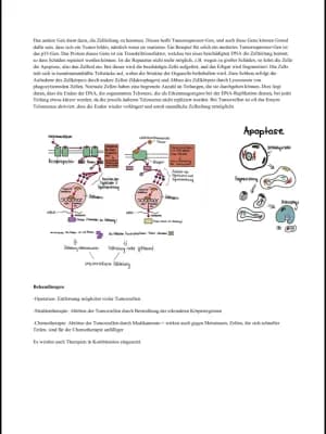 Know Krebs GFS Handout / Zusammenfassung thumbnail