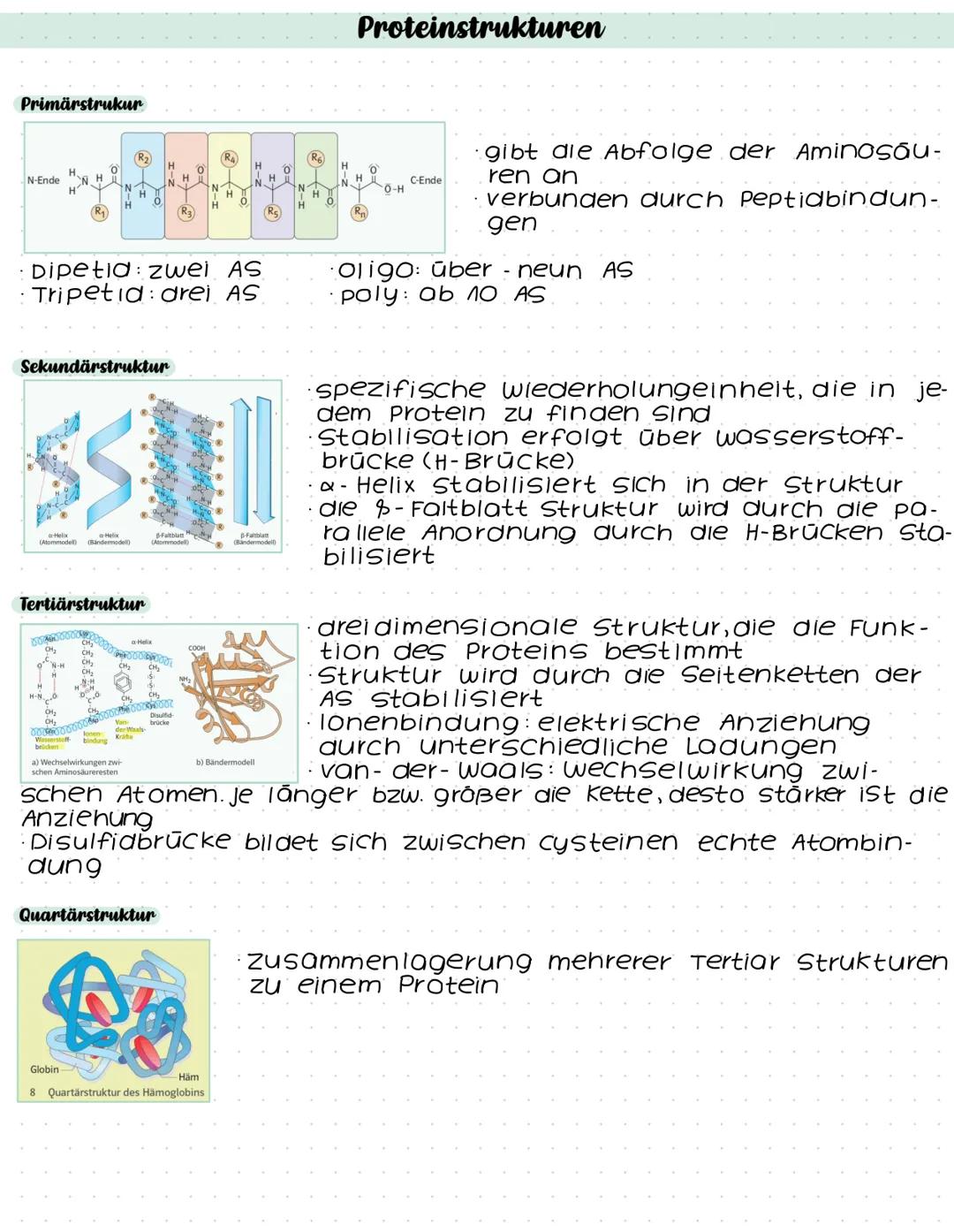 # Proteinstrukturen

Primärstrukur

N-Ende NH

C-Ende
0-H

gibt die Abfolge der AminosÕU-
ren an
verbunden durch Peptidbindun-
gen

•Dipetid