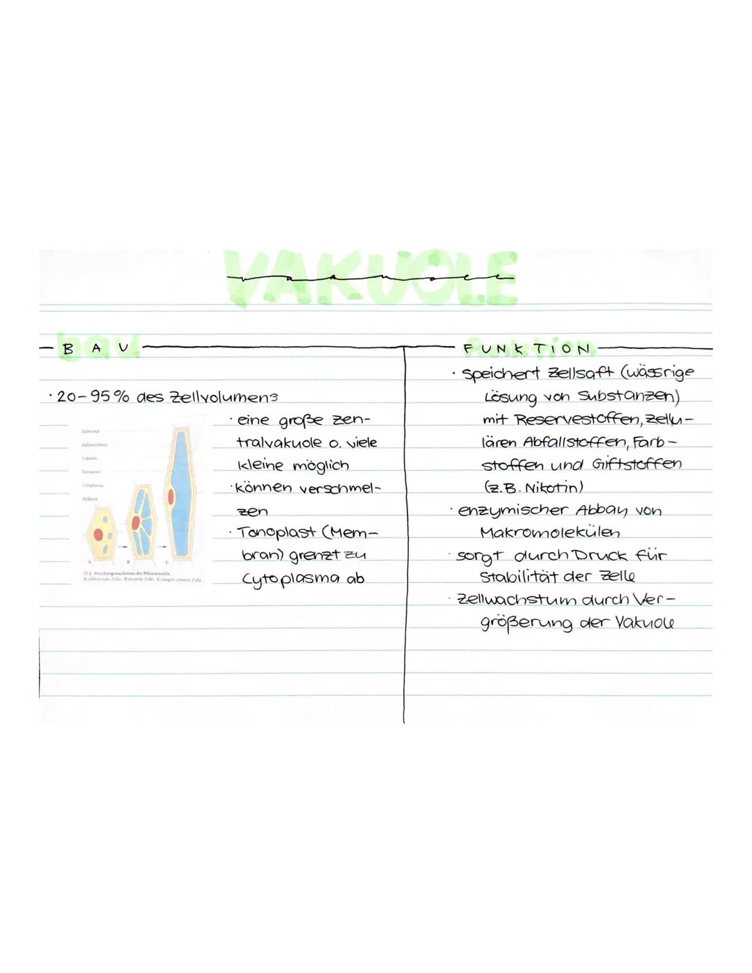 Mitochondrien und Chloroplasten: Aufbau und Funktion einfach erklärt