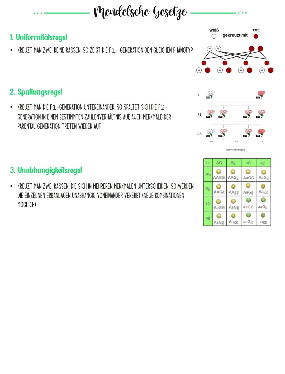 -Begriffe
ALLELE ART U. WEISE WIE EIN GEN AUFTRITT (SCHALTERSTELLUNG)PAARE: DOMINANT-REZESSIV/INTERMEDIAR
CHROMOSOM TRÄGER DER ERBANLAGEN (D