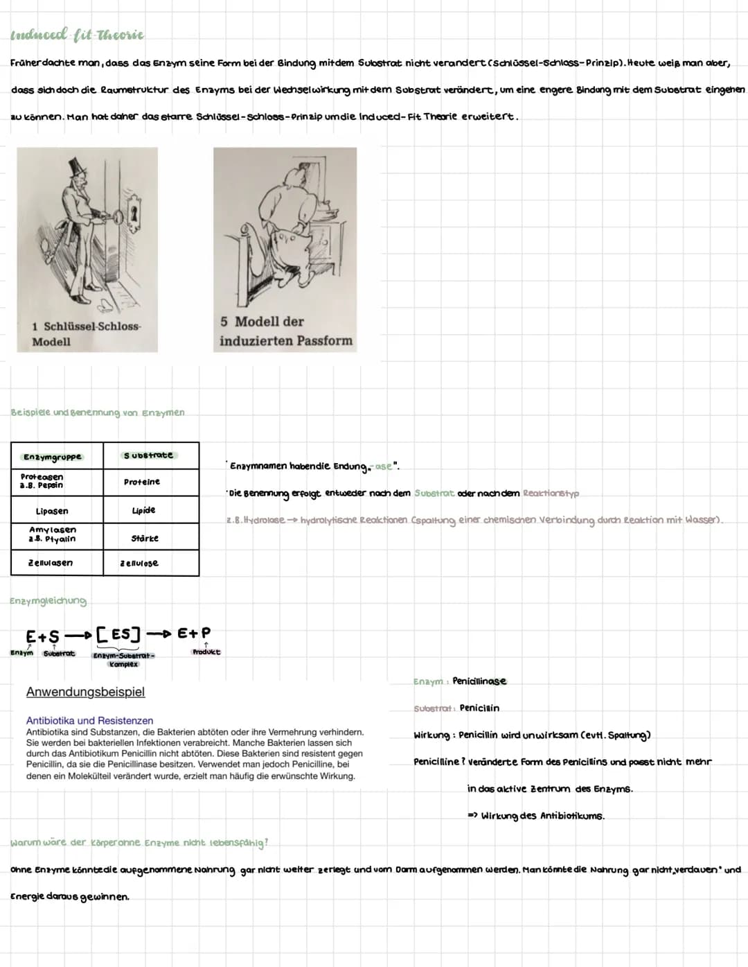 Induced fit Theorie
Früher dachte man, dass das Enzym seine Form bei der Bindung mit dem Sulostrat nicht verandert (Schlüssel-Schlass-Prinzi