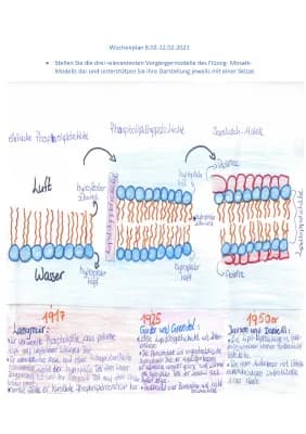 Know Entwicklung vom Biomembranmodell thumbnail