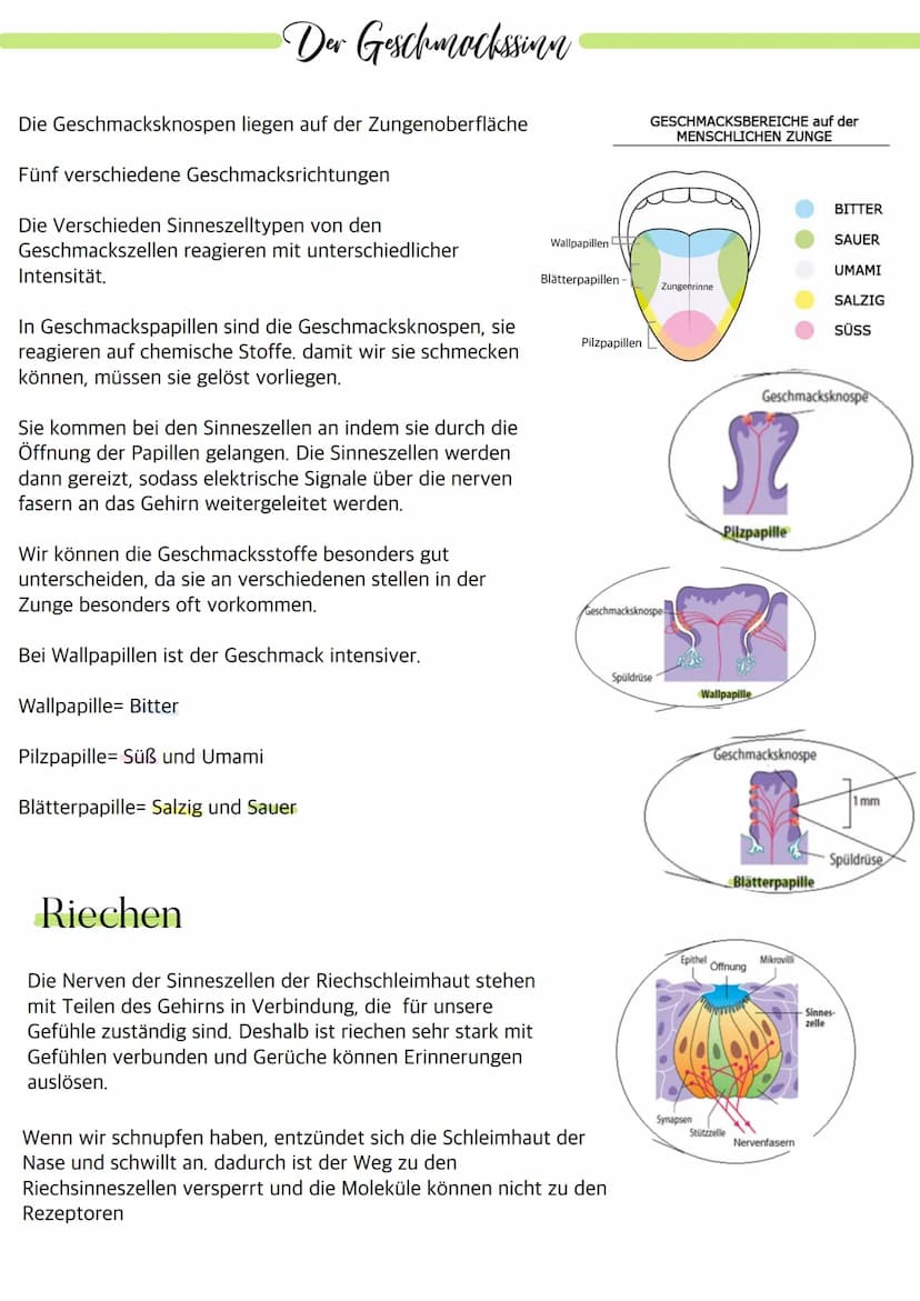Aufbau des Auges
Bindehaut
Vordere Augenkammer
Hornhaut
Pupille (Öffnung)
Regenbogenhaut (Iris)
Tränenflüssigkeit
brillen-sehhilfen.de
Binde