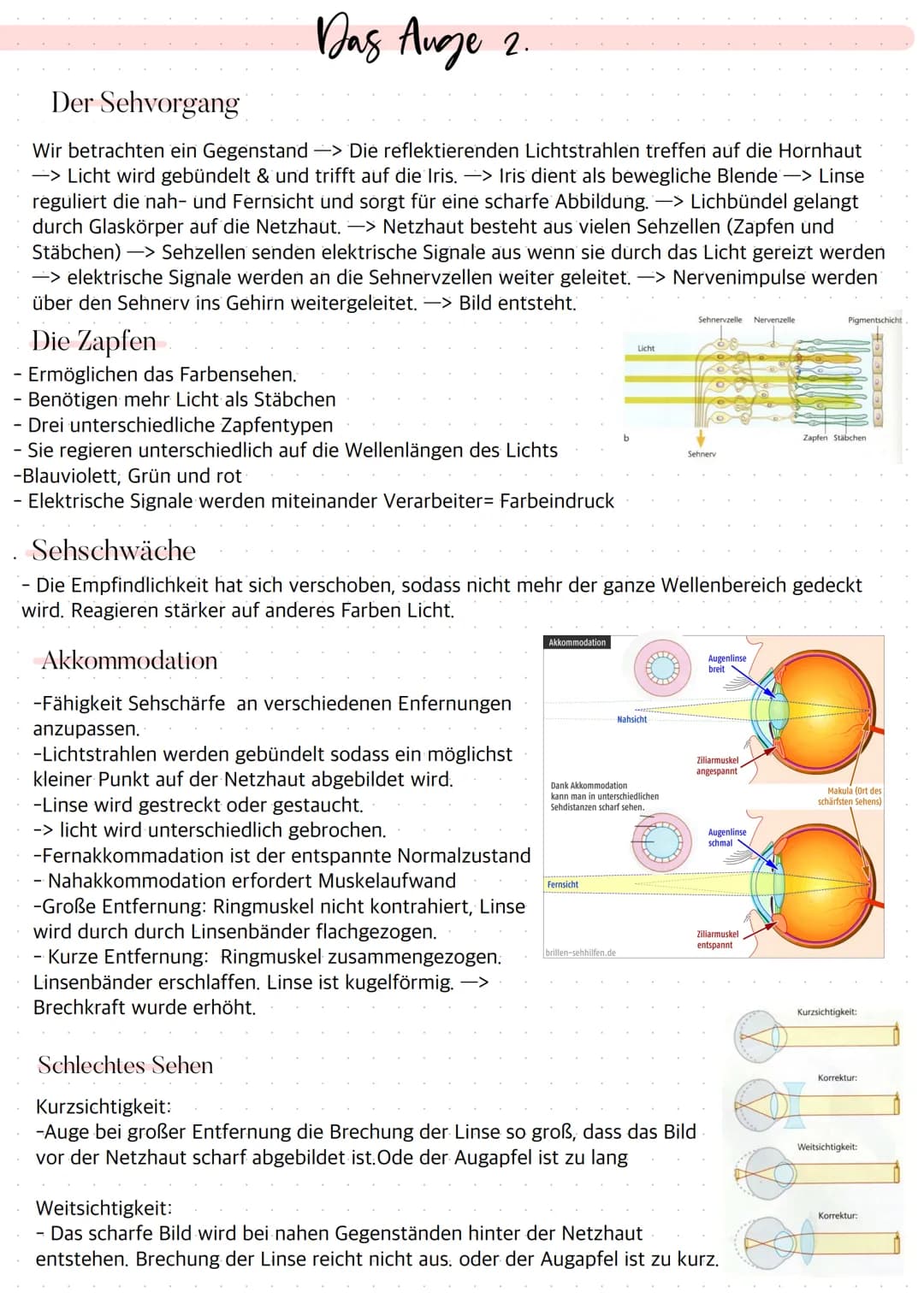 Aufbau des Auges
Bindehaut
Vordere Augenkammer
Hornhaut
Pupille (Öffnung)
Regenbogenhaut (Iris)
Tränenflüssigkeit
brillen-sehhilfen.de
Binde