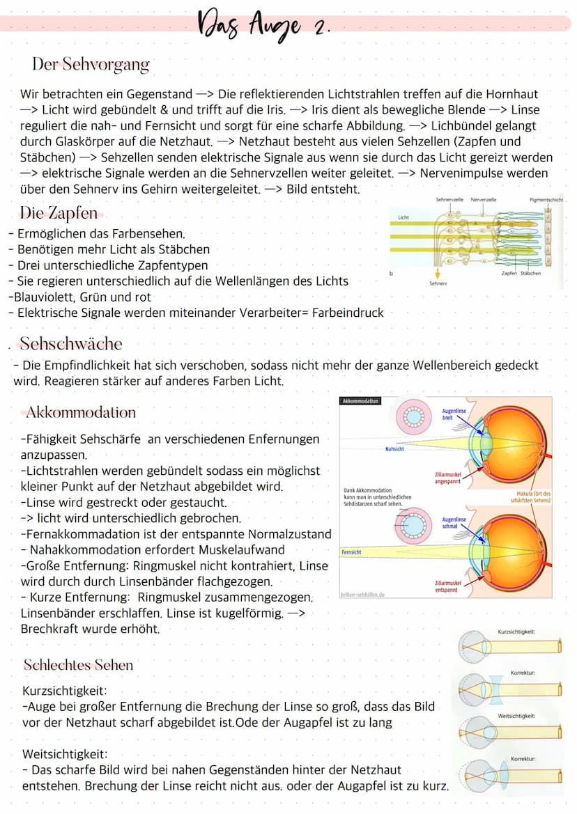 Aufbau des Auges
Bindehaut
Vordere Augenkammer
Hornhaut
Pupille (Öffnung)
Regenbogenhaut (Iris)
Tränenflüssigkeit
brillen-sehhilfen.de
Binde