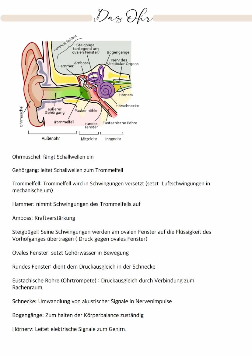 Aufbau des Auges
Bindehaut
Vordere Augenkammer
Hornhaut
Pupille (Öffnung)
Regenbogenhaut (Iris)
Tränenflüssigkeit
brillen-sehhilfen.de
Binde
