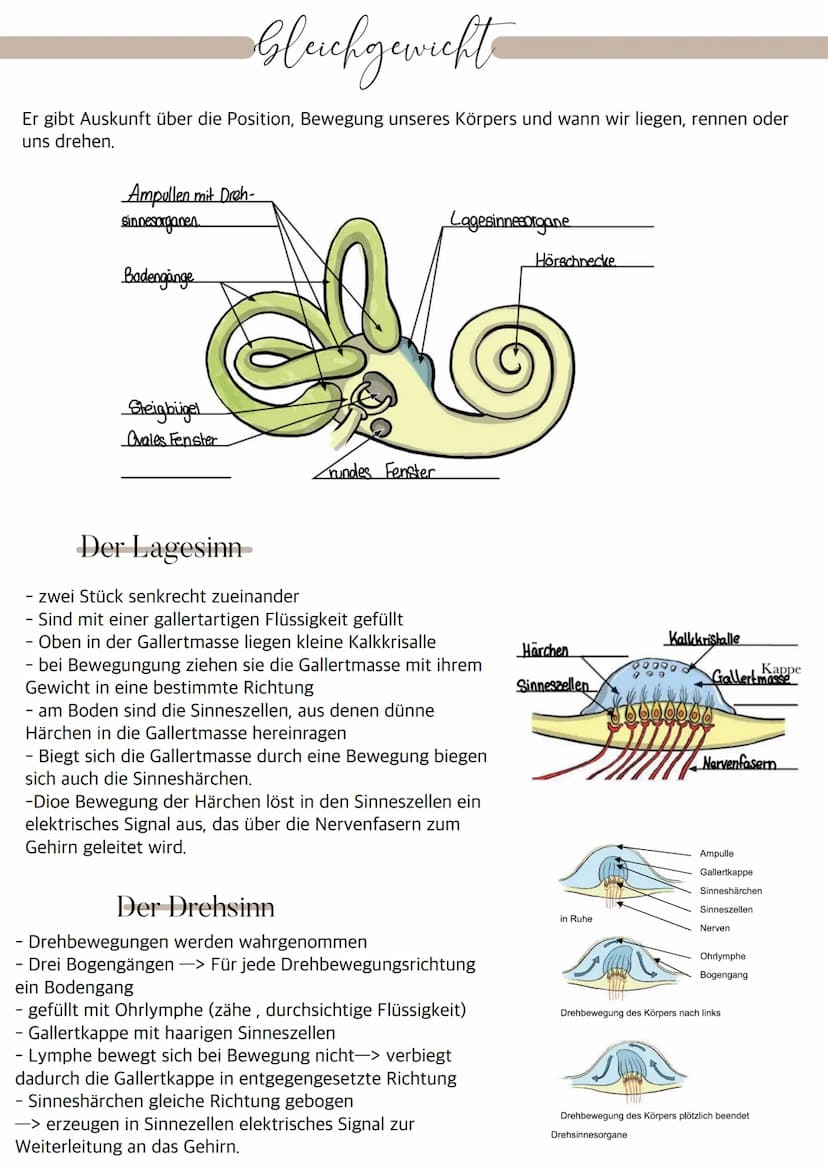 Aufbau des Auges
Bindehaut
Vordere Augenkammer
Hornhaut
Pupille (Öffnung)
Regenbogenhaut (Iris)
Tränenflüssigkeit
brillen-sehhilfen.de
Binde