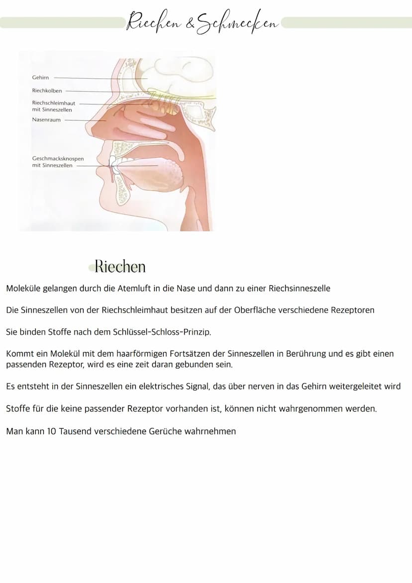 Aufbau des Auges
Bindehaut
Vordere Augenkammer
Hornhaut
Pupille (Öffnung)
Regenbogenhaut (Iris)
Tränenflüssigkeit
brillen-sehhilfen.de
Binde
