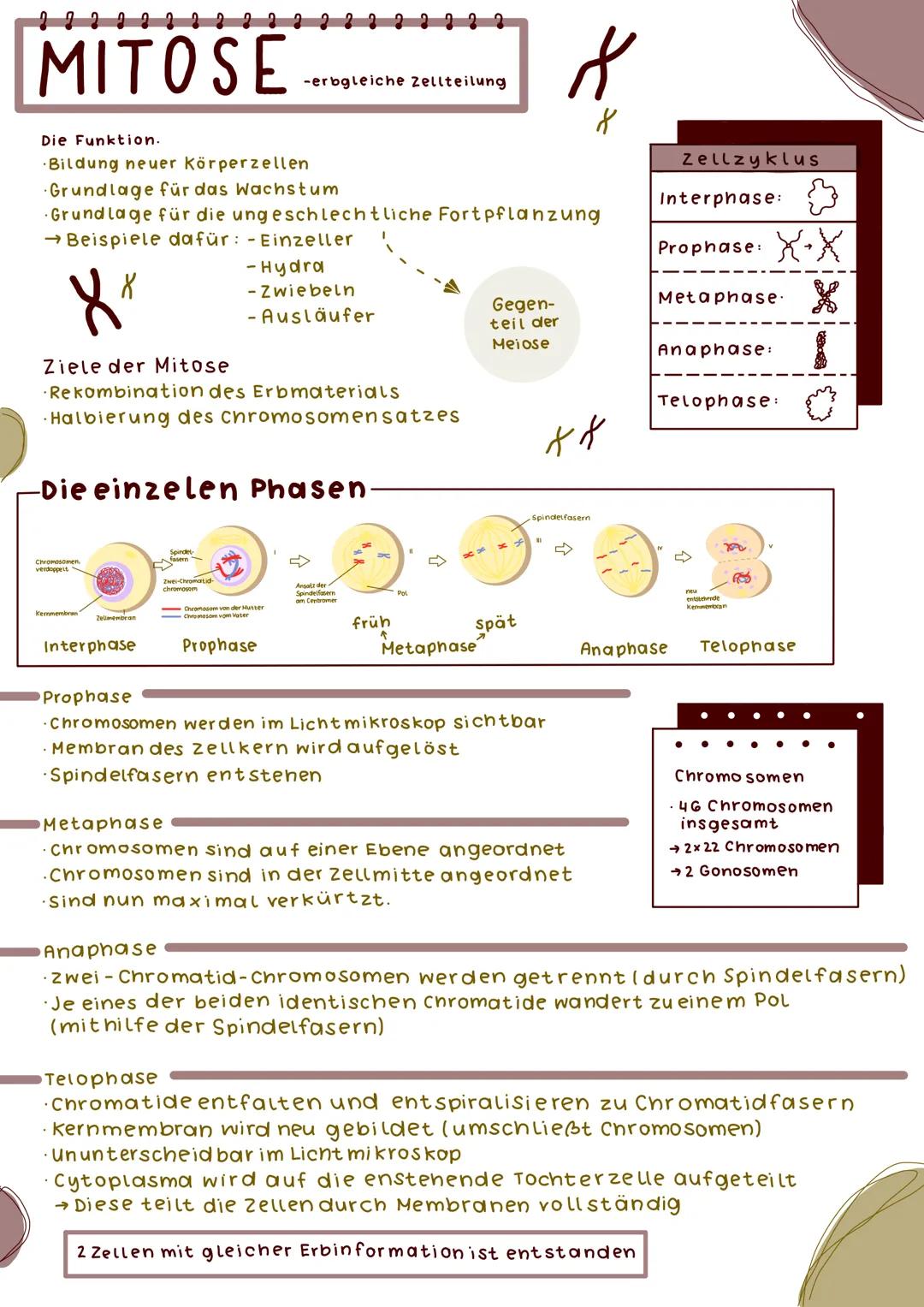 MITOSE
Die Funktion.
Bildung neuer Körperzellen
Grundlage für das Wachstum
Grundlage für die ungeschlechtliche Fortpflanzung
→ Beispiele daf