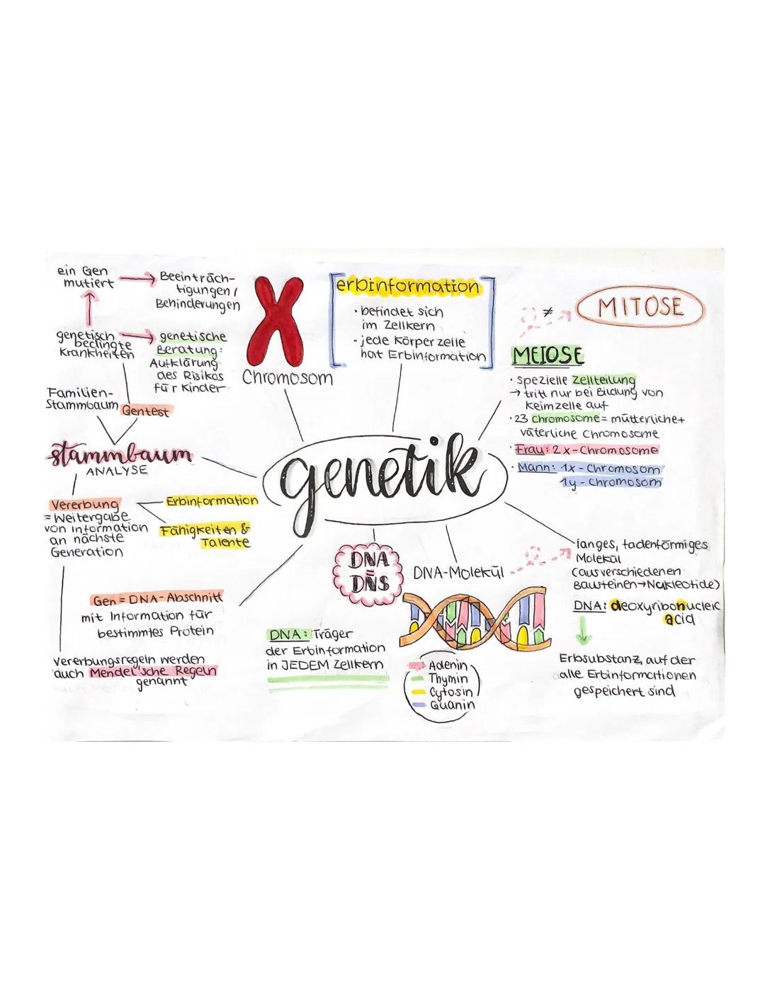 ein Gen
mutiert

genetichte
Krankheiten

Familien-
Stammbaum

stammbaum
ANALYSE

Vererbung
=Weitergabe
von information
an nächste
Generation