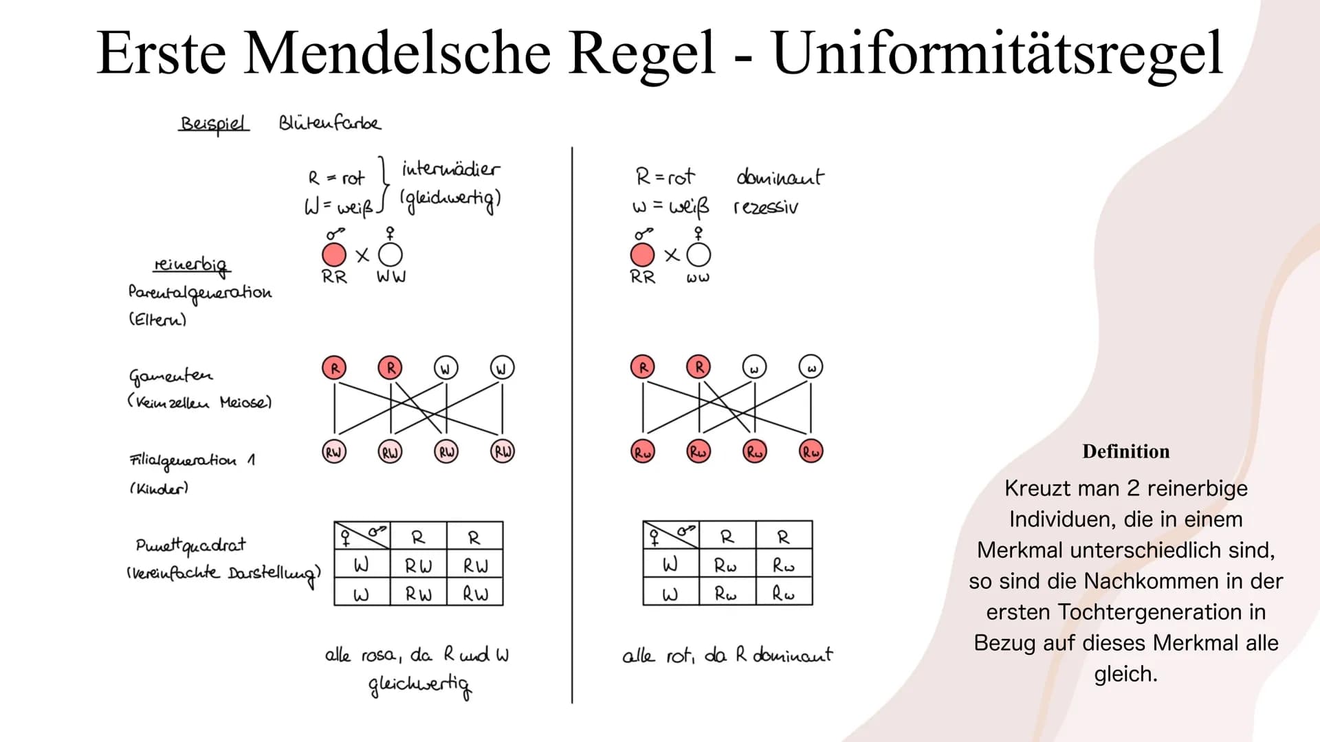 Die Mendelschen Regeln
Gregor Mendel Gliederung
1. Wer war Gregor Mendel?
2. Wie fand Mendel die meldelschen Regeln heraus?
3. Grundlagenwis