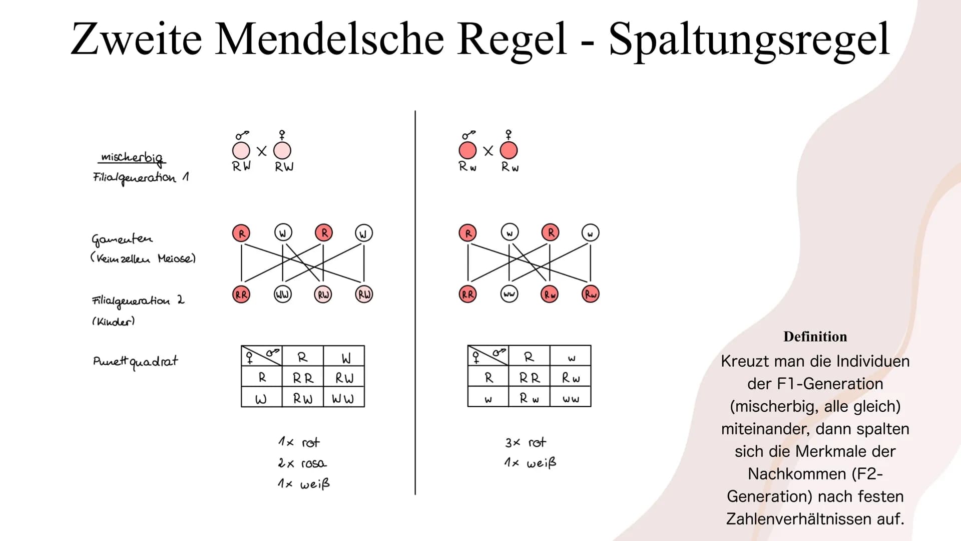 Die Mendelschen Regeln
Gregor Mendel Gliederung
1. Wer war Gregor Mendel?
2. Wie fand Mendel die meldelschen Regeln heraus?
3. Grundlagenwis
