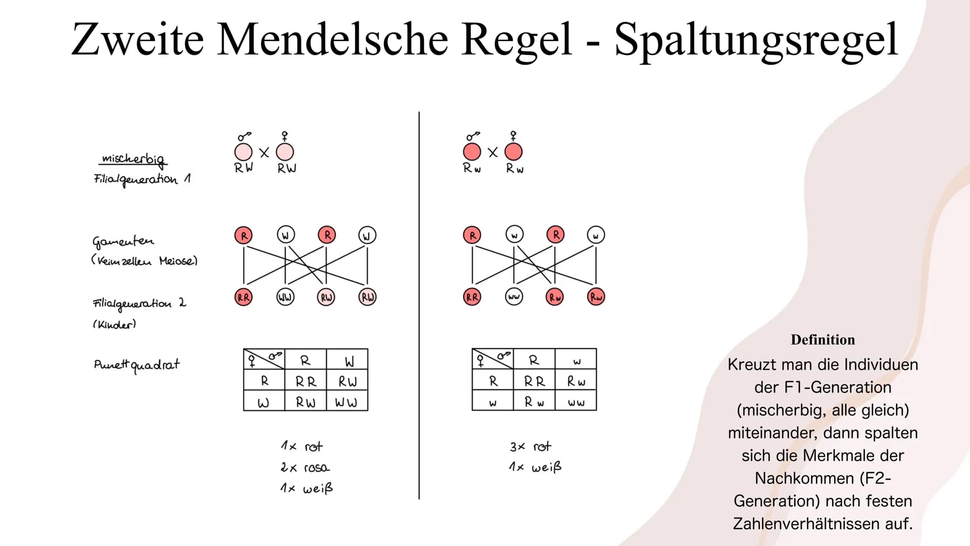 Die Mendelschen Regeln
Gregor Mendel Gliederung
1. Wer war Gregor Mendel?
2. Wie fand Mendel die meldelschen Regeln heraus?
3. Grundlagenwis