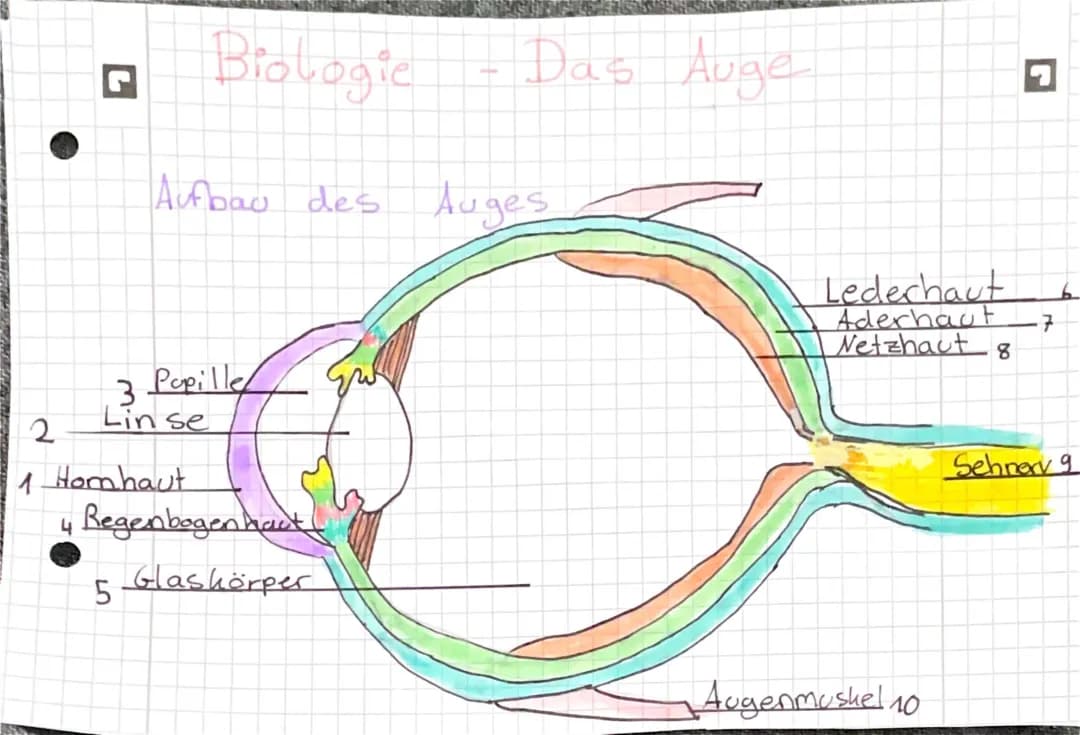 Das Auge 👁 