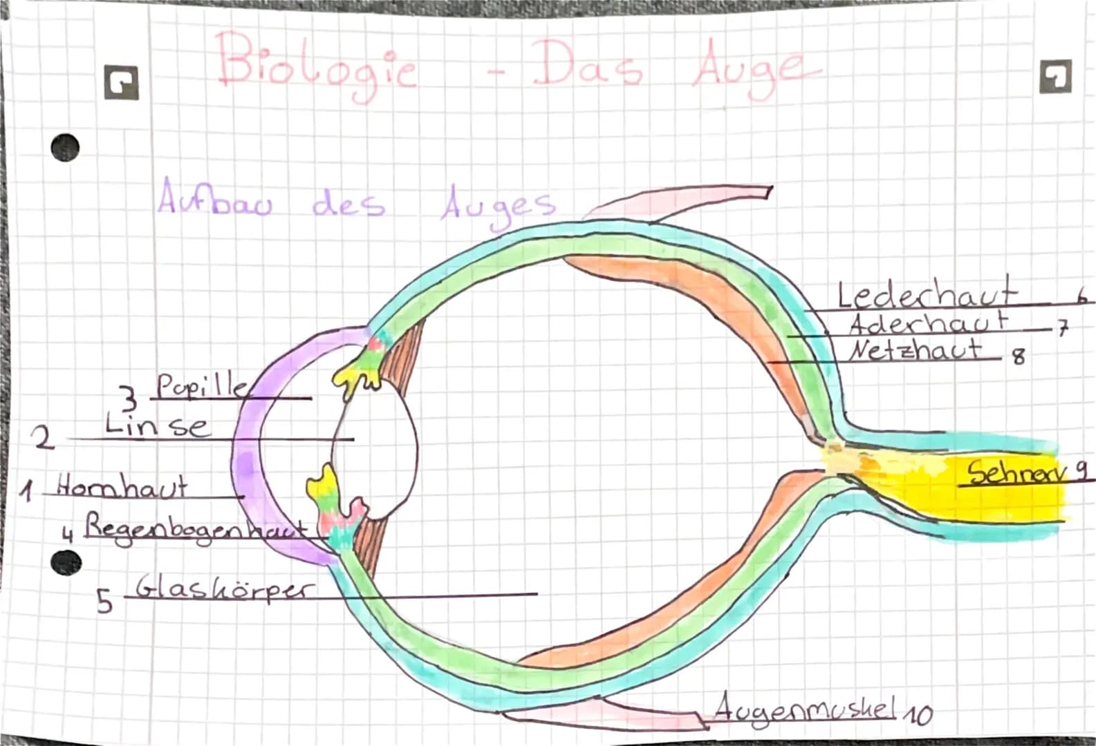 Biologie
Aufbau des Auges
3
Pupille
Lin se
2
1 Homhaut
Das Auge
4 Regenbogen hact
5 Glaskörper
Lederhaut
Aderhaut
Netzhaut 8
Augenmuskel 10
