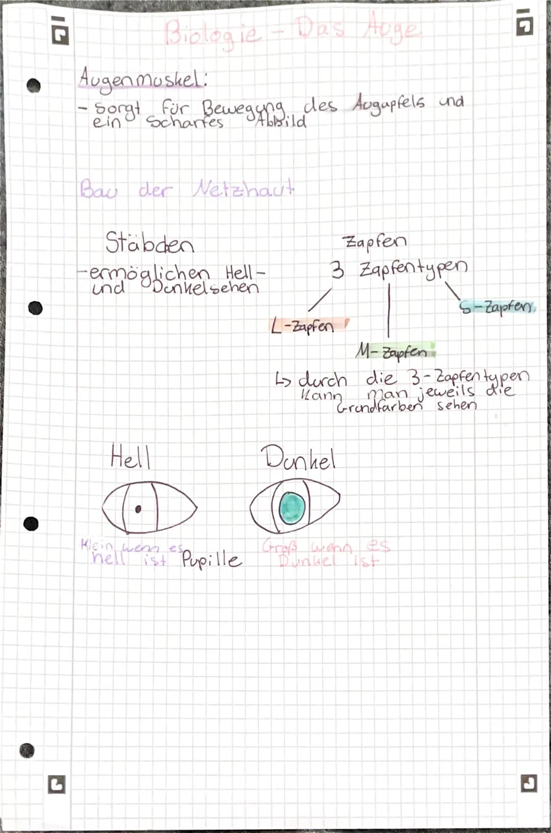 Biologie
Aufbau des Auges
3
Pupille
Lin se
2
1 Homhaut
Das Auge
4 Regenbogen hact
5 Glaskörper
Lederhaut
Aderhaut
Netzhaut 8
Augenmuskel 10
