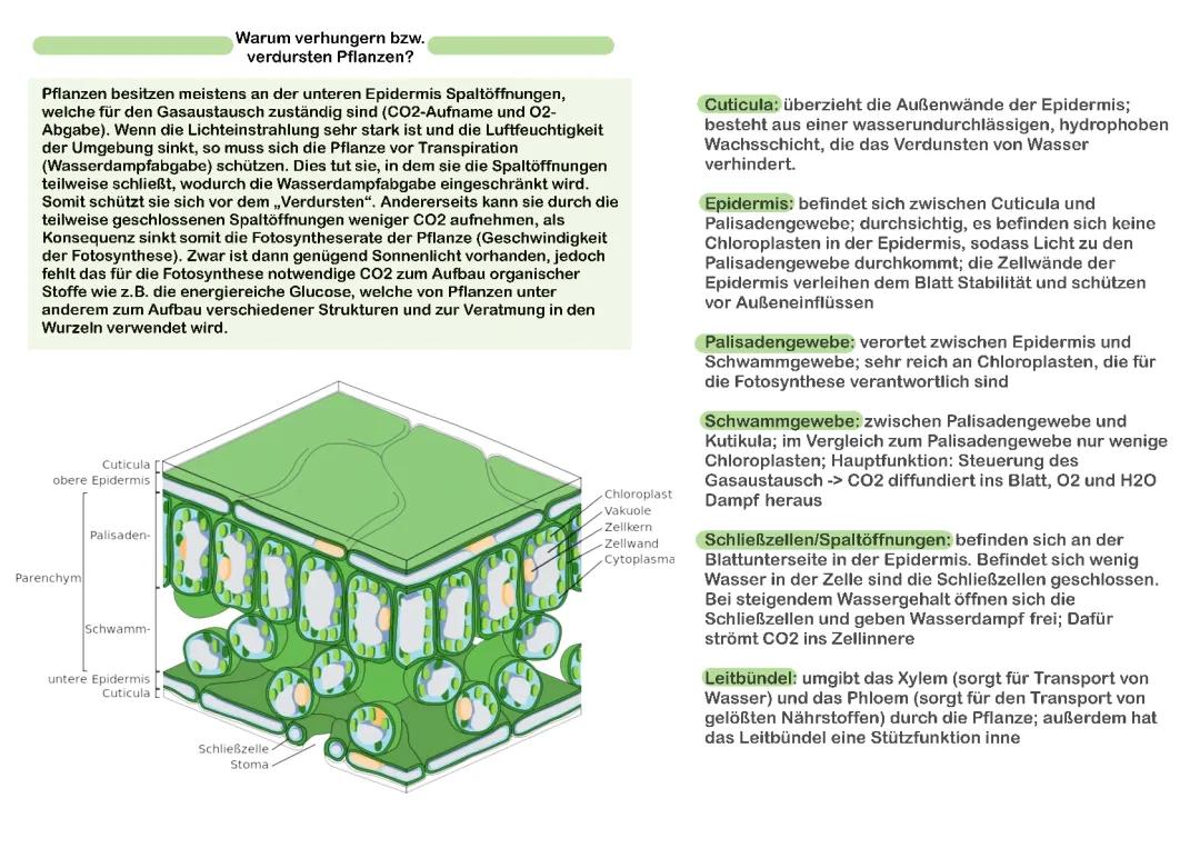 Blatt Aufbau und Funktion: Spaltöffnungen, Transpiration und mehr!