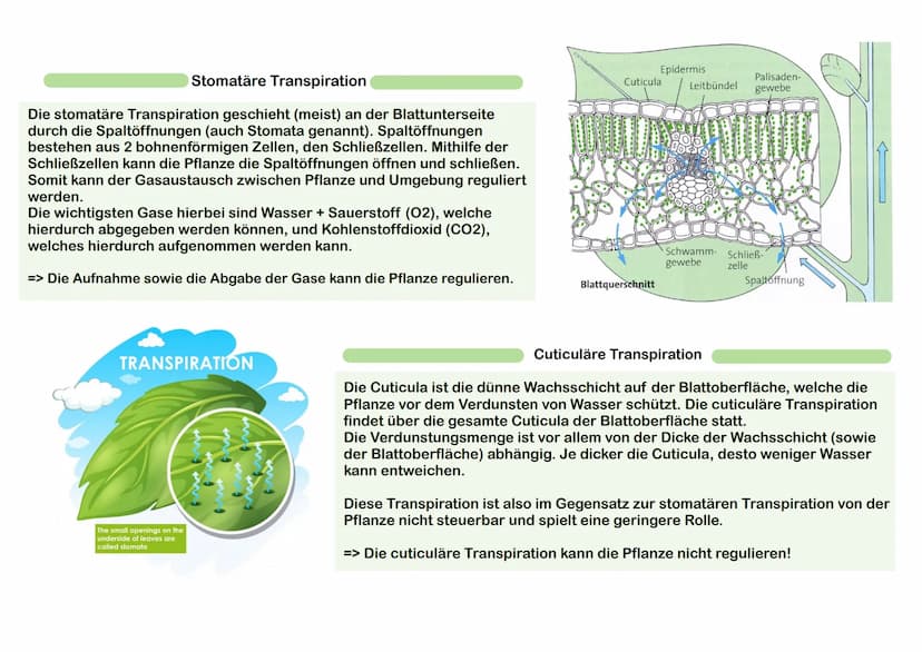 Pflanzen besitzen meistens an der unteren Epidermis Spaltöffnungen,
welche für den Gasaustausch zuständig sind (CO2-Aufname und 02-
Abgabe).