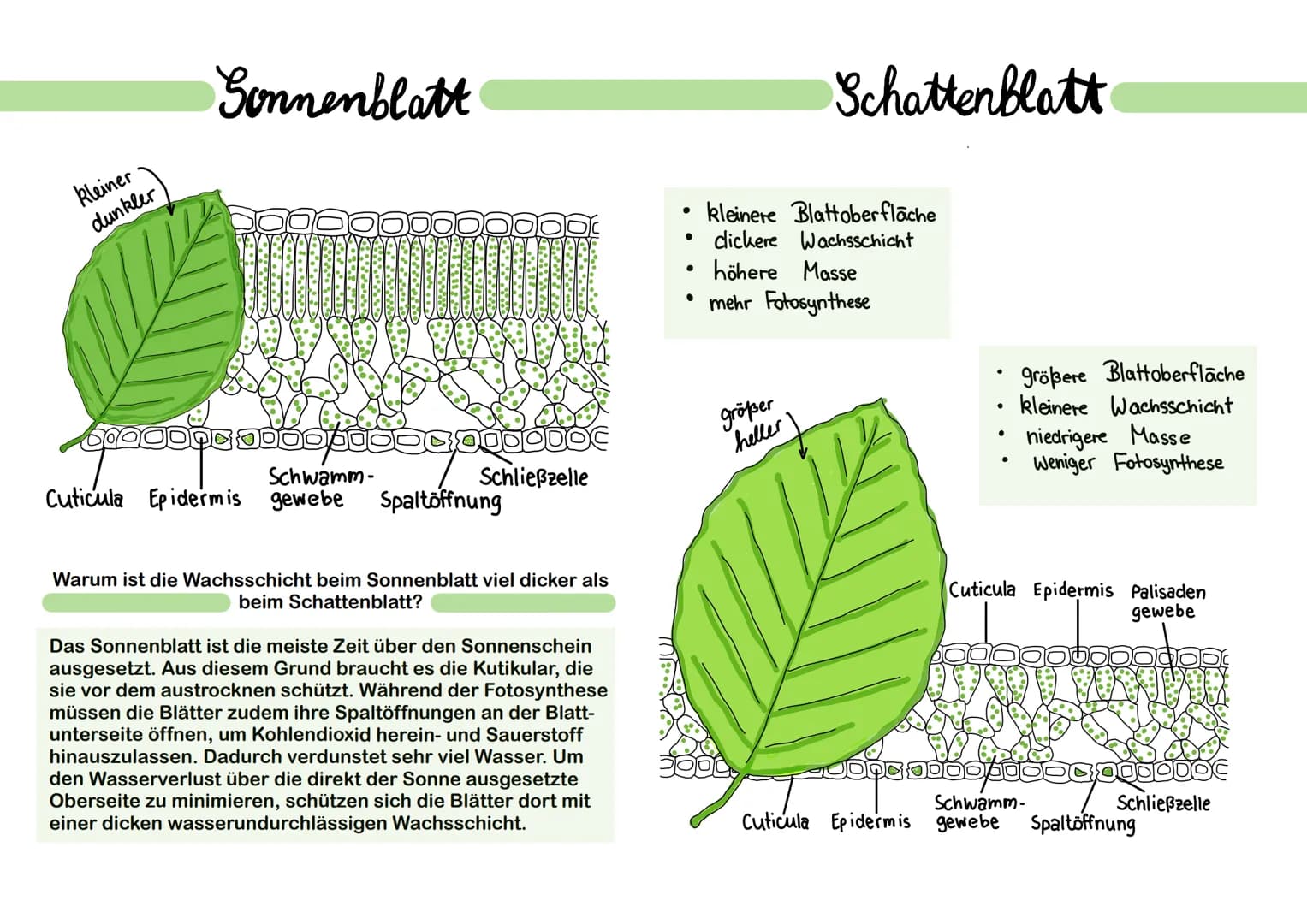 Pflanzen besitzen meistens an der unteren Epidermis Spaltöffnungen,
welche für den Gasaustausch zuständig sind (CO2-Aufname und 02-
Abgabe).