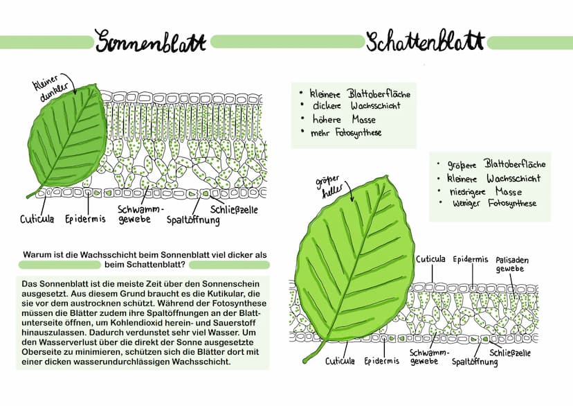 Pflanzen besitzen meistens an der unteren Epidermis Spaltöffnungen,
welche für den Gasaustausch zuständig sind (CO2-Aufname und 02-
Abgabe).