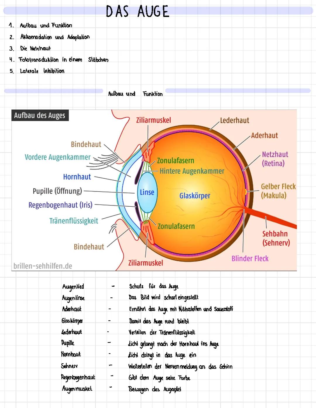 Auge 