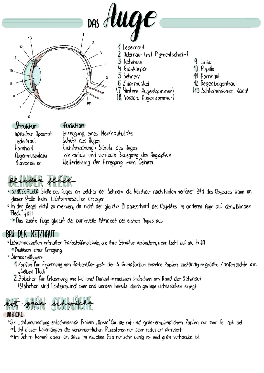 Das Auge
