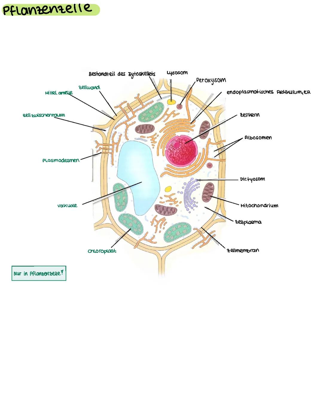 Pflanzen-und Tierzelle +Funktionen 