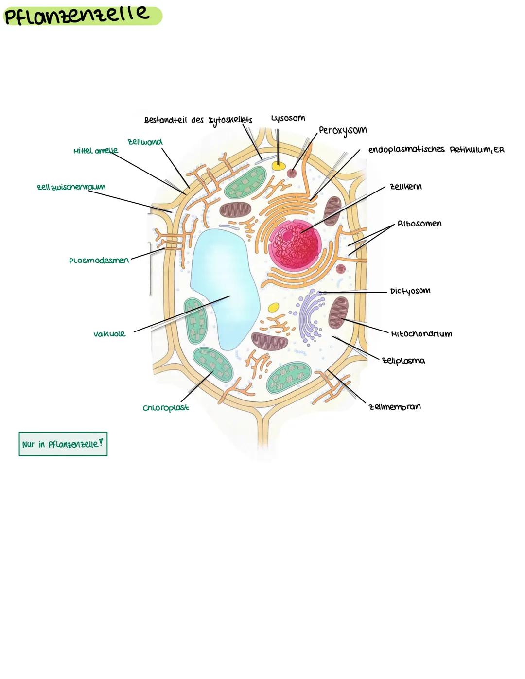Pflanzenzelle
Mittel amelle
zell zwischenraum
Plasmodesmen
vakuole
Nur in Pflanzenzelle!
Bestandteil des Zytoskellets
zellwand
O
Chloroplast