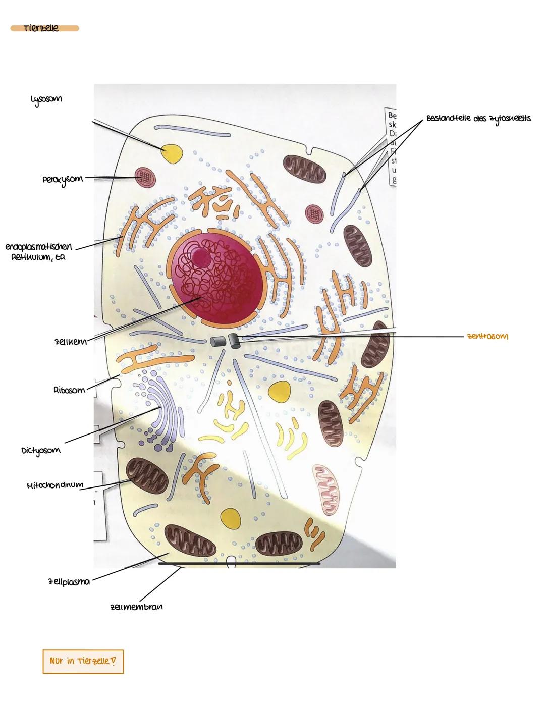 Pflanzenzelle
Mittel amelle
zell zwischenraum
Plasmodesmen
vakuole
Nur in Pflanzenzelle!
Bestandteil des Zytoskellets
zellwand
O
Chloroplast