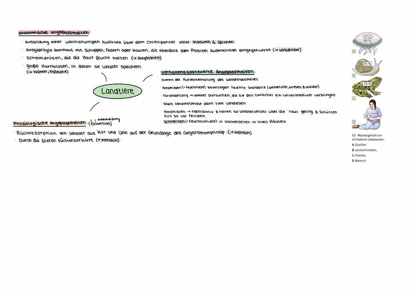 Wechselbeziehungen zwischen Lebewesen
Paratismus
versorgung mit Ressourcen durch andere Art
· Wirt ist meist größer als Parasit
Parasiten nu