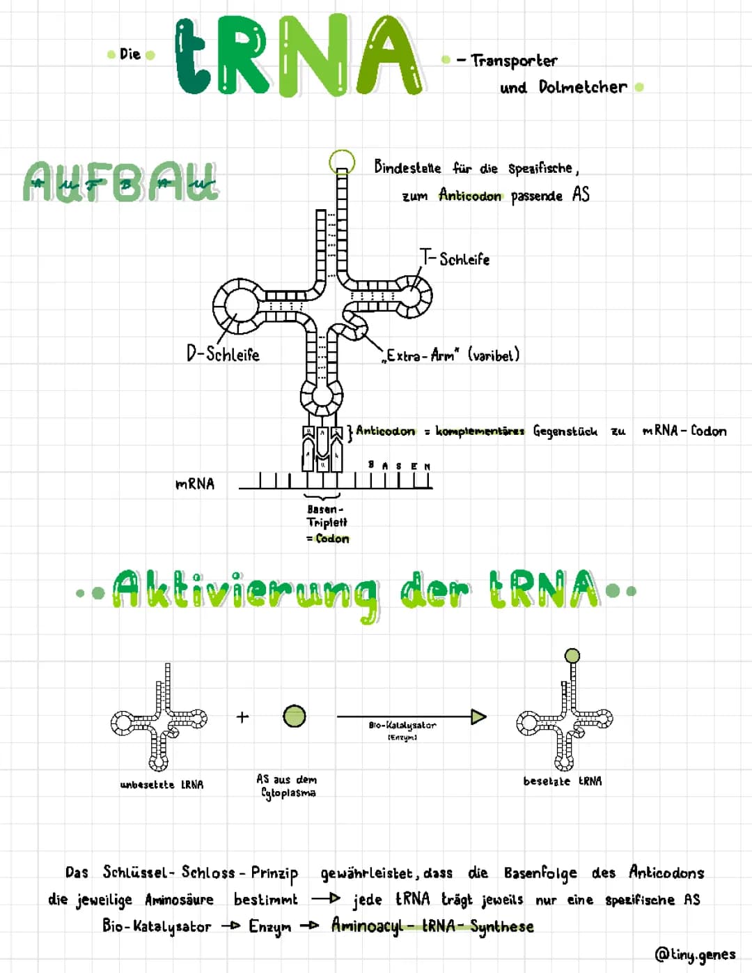 Die tRNA
