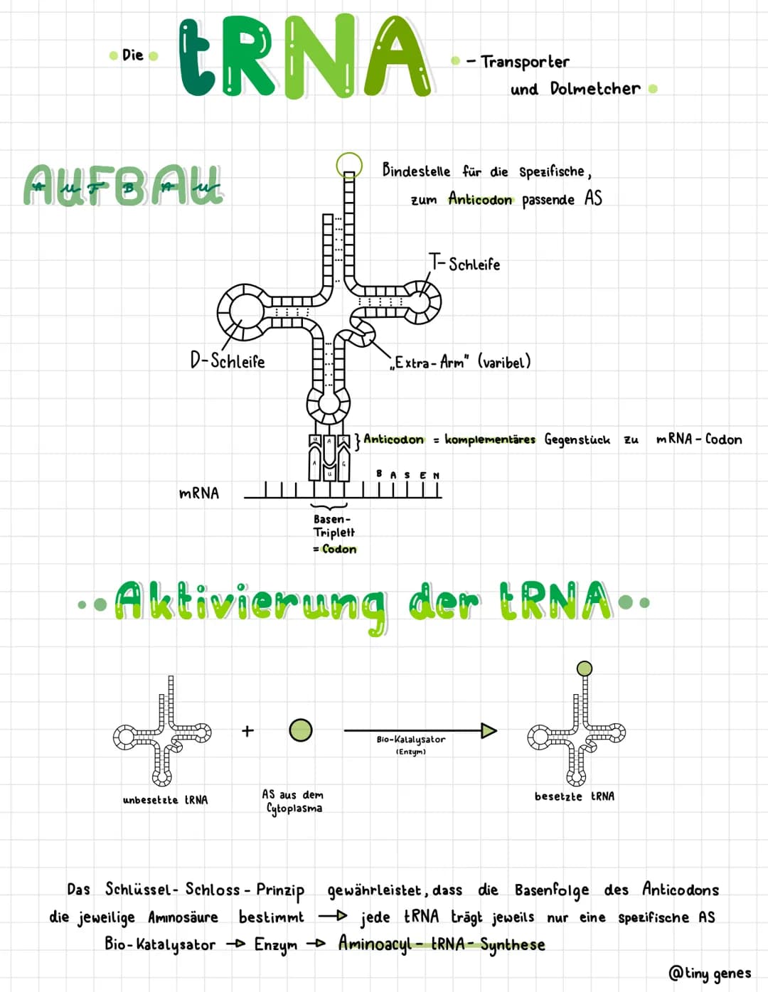 .Die.
tRNA
AUFBAU
D-Schleife
mRNA
unbesetzte tRNA
+
AS aus dem
Cytoplasma
Das Schlüssel- Schloss - Prinzip
die jeweilige Aminosäure bestimmt