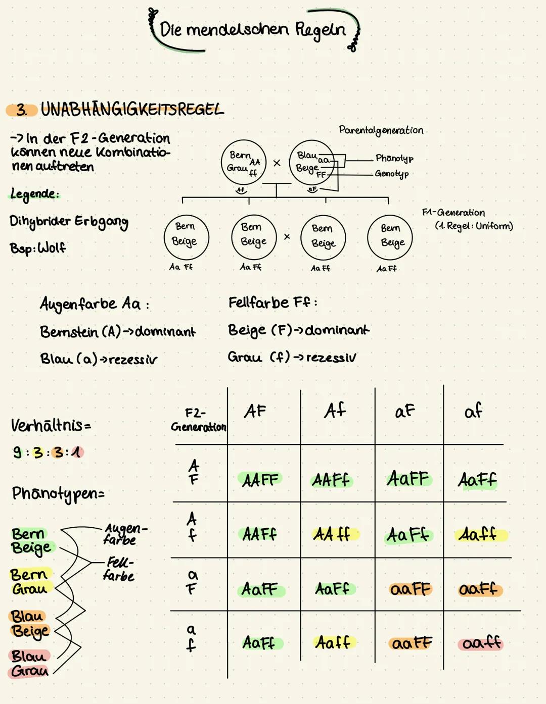 Legende:
ww -> weiß
rr -> rot
wr-> rosa

Parentalgeneration

F1-Generation
(1. Regel-Uniform)

F2-Generation

Verhältnis:
1:2:1

KODOMINANZ
