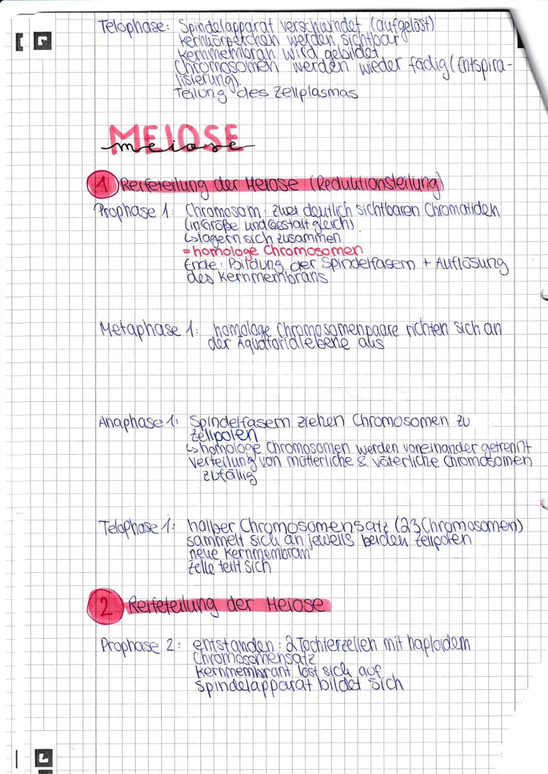(C
D
mitose
(= Zellkernteilung)
Interphase: Phase zwischen zwei Zellteillungen
Zelle wird großer (Wachstum)
Zelle liest die Erbinformation
D