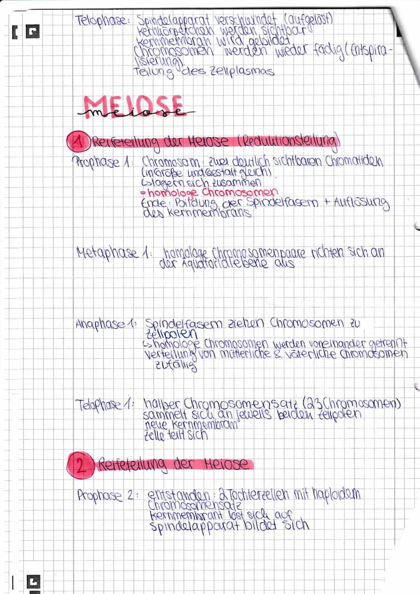 (C
D
mitose
(= Zellkernteilung)
Interphase: Phase zwischen zwei Zellteillungen
Zelle wird großer (Wachstum)
Zelle liest die Erbinformation
D
