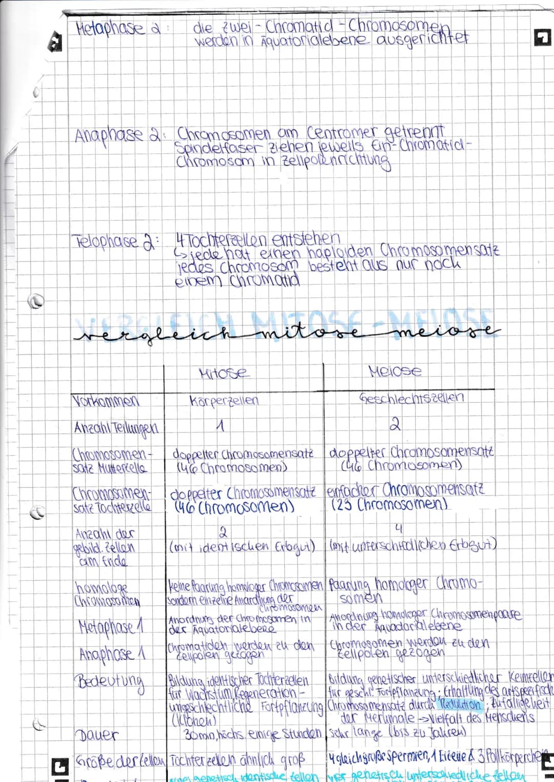 (C
D
mitose
(= Zellkernteilung)
Interphase: Phase zwischen zwei Zellteillungen
Zelle wird großer (Wachstum)
Zelle liest die Erbinformation
D