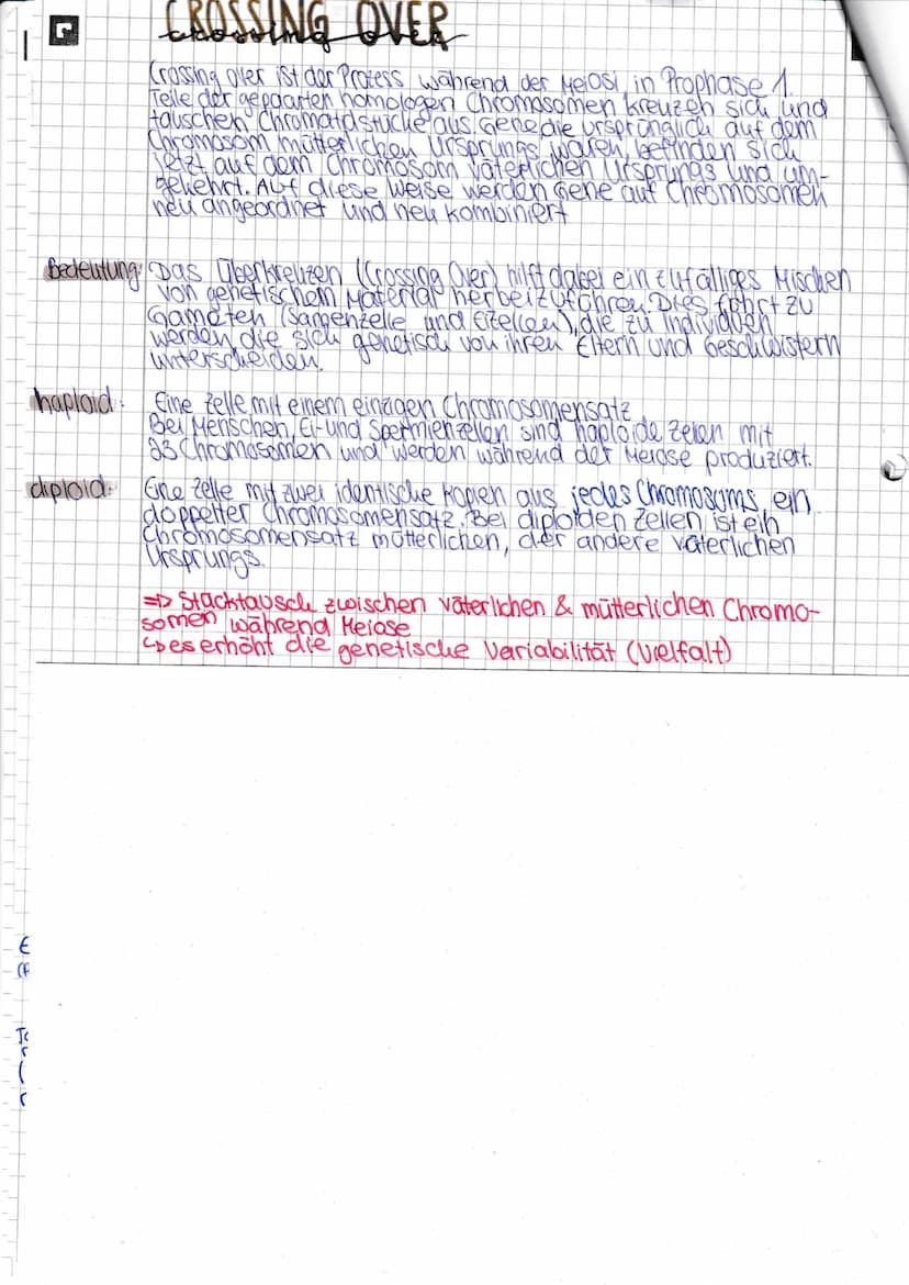(C
D
mitose
(= Zellkernteilung)
Interphase: Phase zwischen zwei Zellteillungen
Zelle wird großer (Wachstum)
Zelle liest die Erbinformation
D