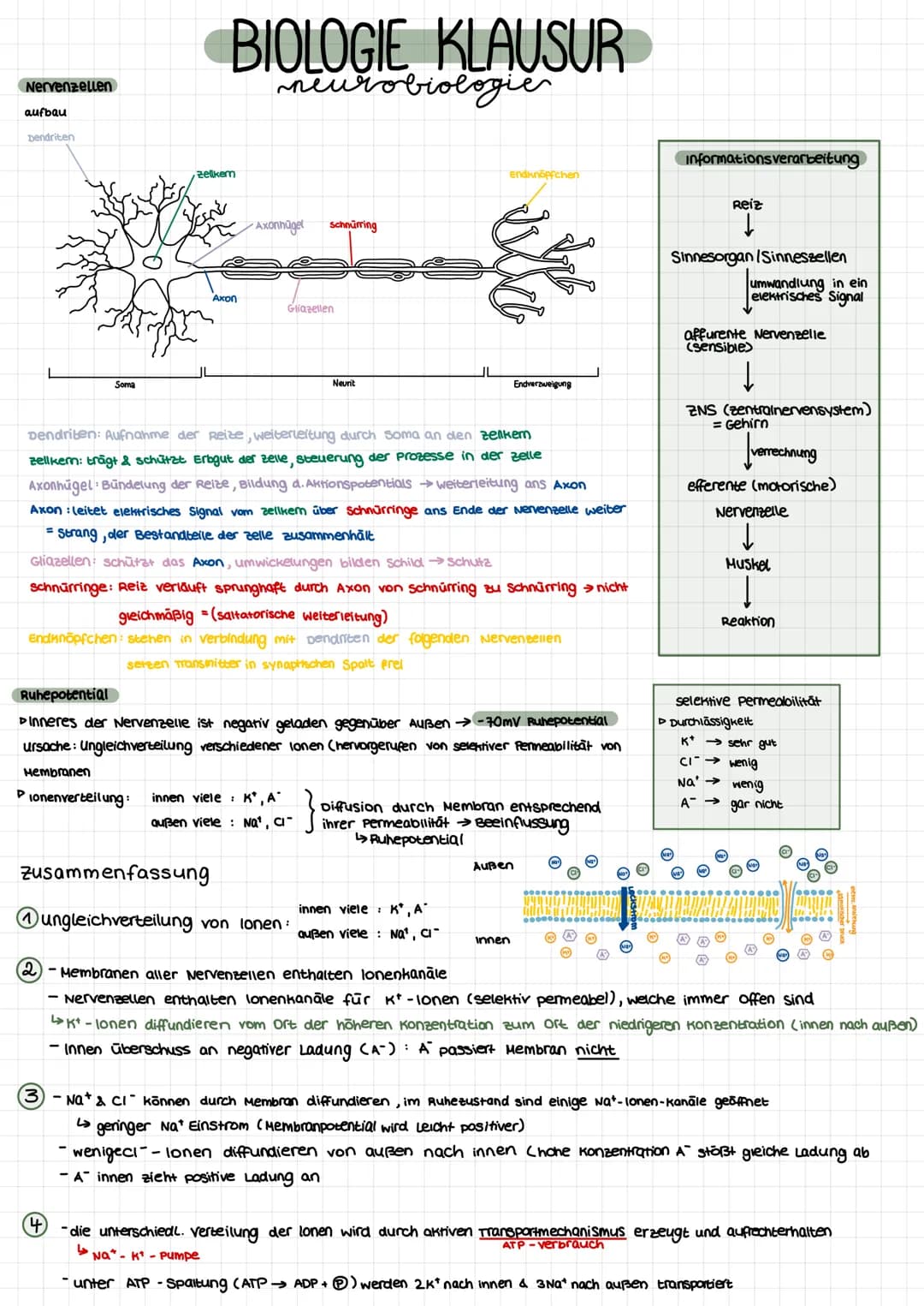 Nervenzellen
aufbau
Dendriten
Soma
zellkem
BIOLOGIE KLAUSUR.
neurobiologie
Axon
Axonnaget
Schnürring
Gliazellen
Neurit
Pionenverteilung: inn