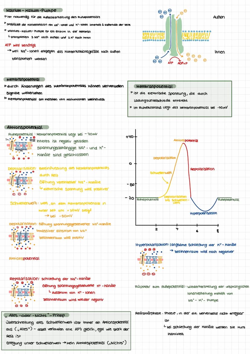 Nervenzellen
aufbau
Dendriten
Soma
zellkem
BIOLOGIE KLAUSUR.
neurobiologie
Axon
Axonnaget
Schnürring
Gliazellen
Neurit
Pionenverteilung: inn