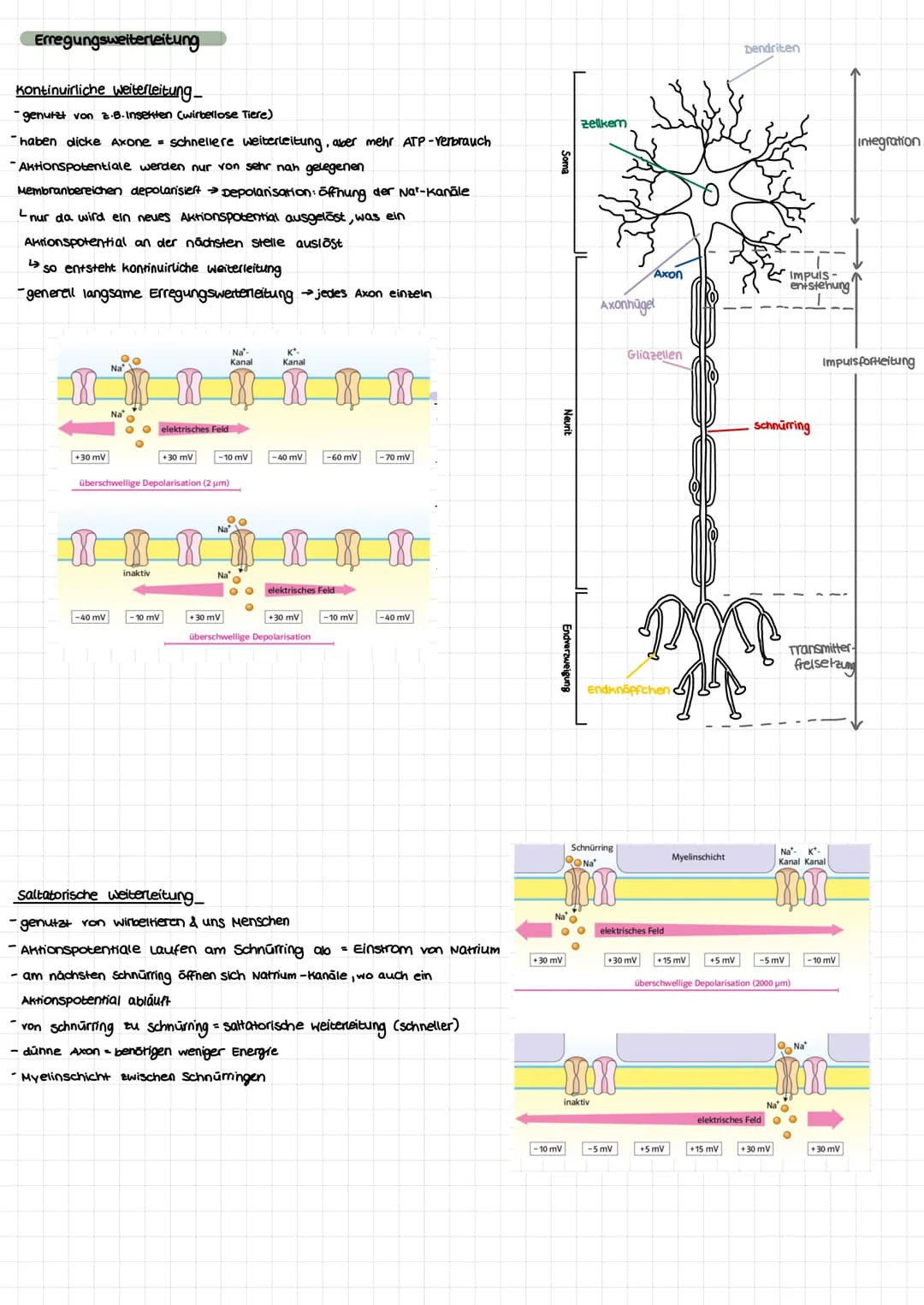 Nervenzellen
aufbau
Dendriten
Soma
zellkem
BIOLOGIE KLAUSUR.
neurobiologie
Axon
Axonnaget
Schnürring
Gliazellen
Neurit
Pionenverteilung: inn