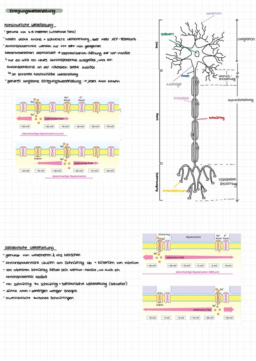 Nervenzellen
aufbau
Dendriten
Soma
zellkem
BIOLOGIE KLAUSUR.
neurobiologie
Axon
Axonnaget
Schnürring
Gliazellen
Neurit
Pionenverteilung: inn