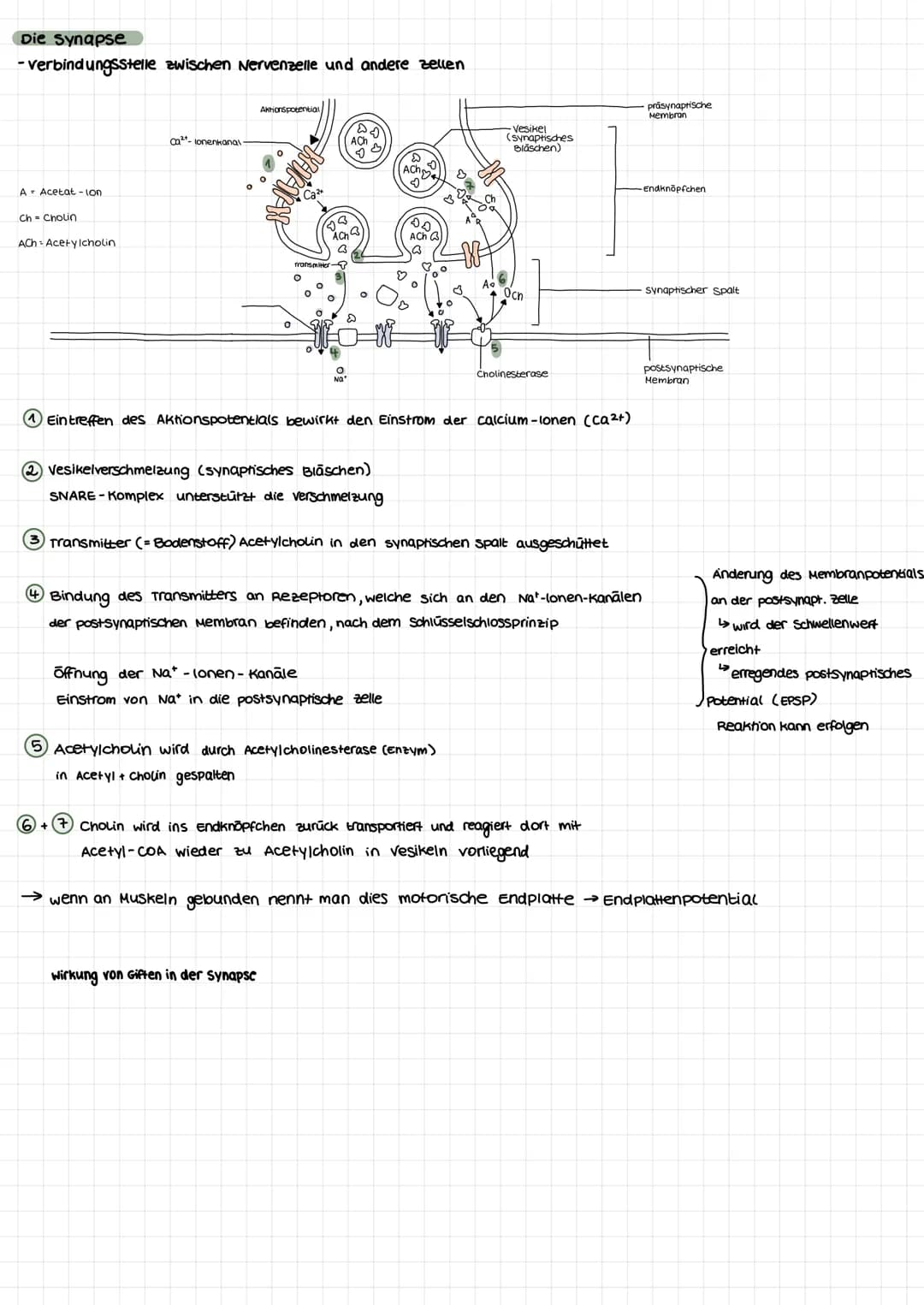 Nervenzellen
aufbau
Dendriten
Soma
zellkem
BIOLOGIE KLAUSUR.
neurobiologie
Axon
Axonnaget
Schnürring
Gliazellen
Neurit
Pionenverteilung: inn