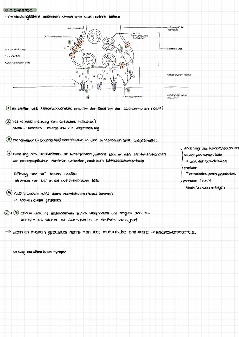 Nervenzellen
aufbau
Dendriten
Soma
zellkem
BIOLOGIE KLAUSUR.
neurobiologie
Axon
Axonnaget
Schnürring
Gliazellen
Neurit
Pionenverteilung: inn
