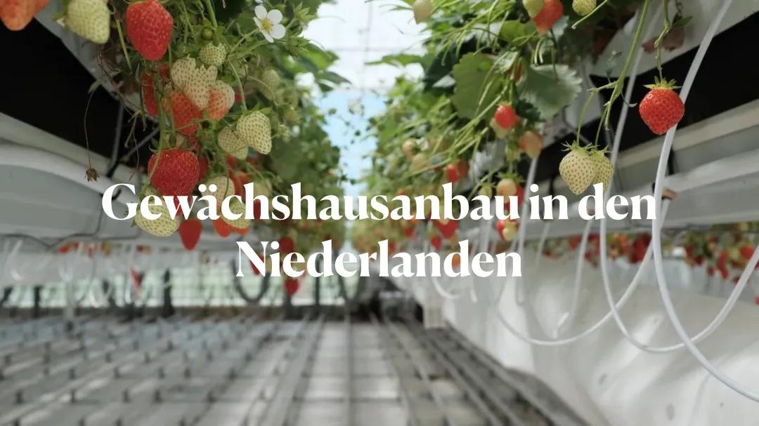 Gewächshausanbau in den Niederlanden 