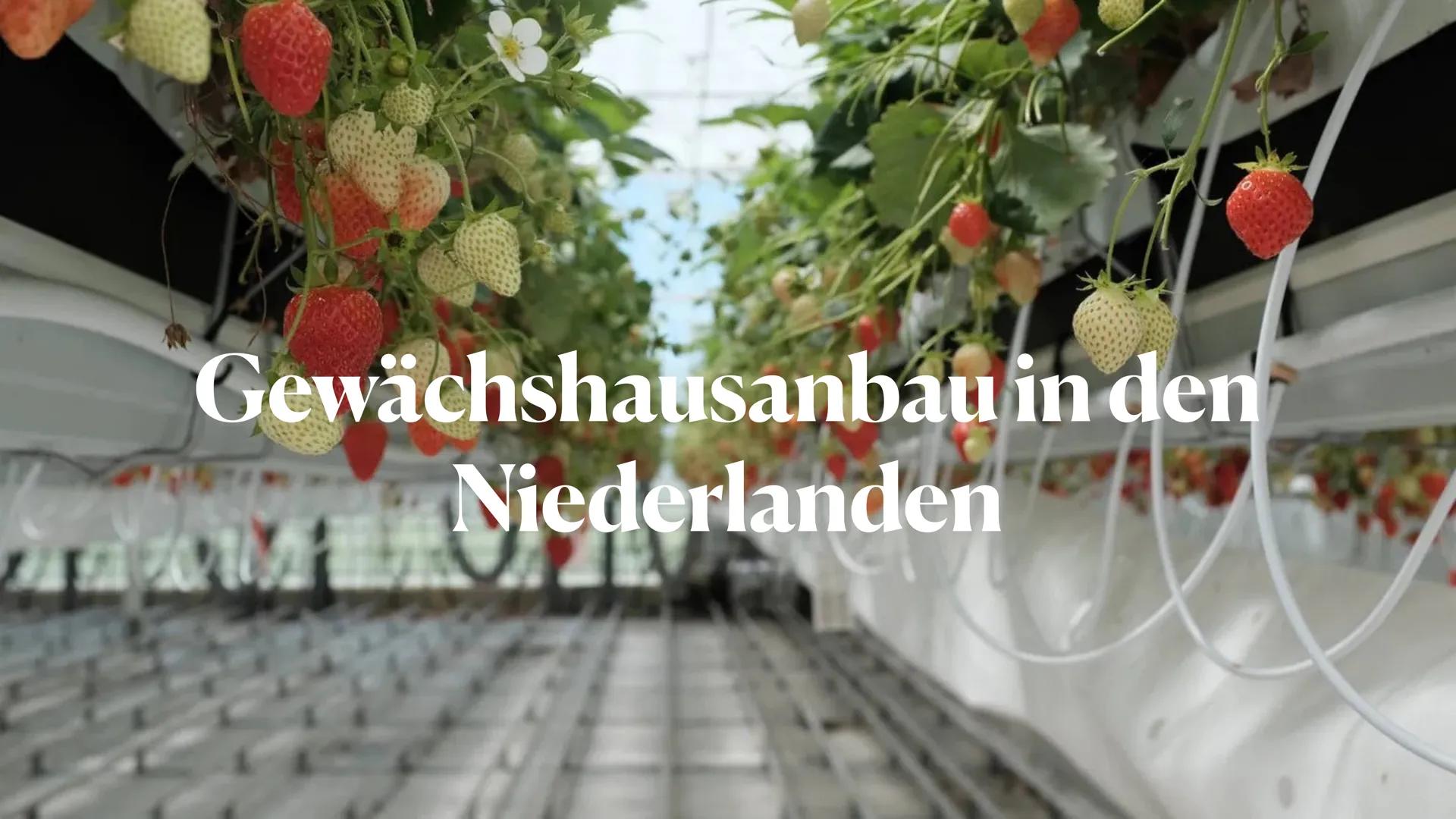 Gewächshausanbau in den
Niederlanden
JAM ●
●
• Gartenbaubetriebe
Entwicklung der Gewächshausbetriebe
●
• Cluster Beispiel Naaldwijk
Verbreit