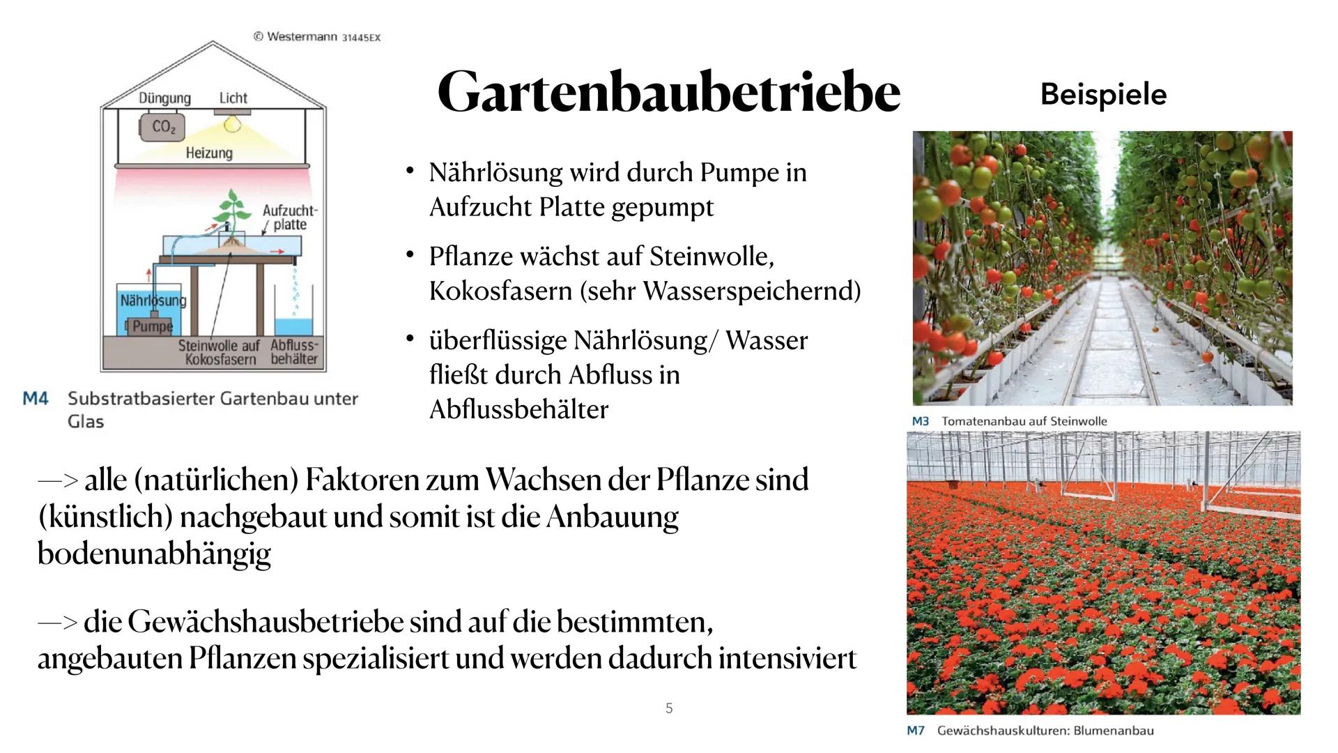 Gewächshausanbau in den
Niederlanden
JAM ●
●
• Gartenbaubetriebe
Entwicklung der Gewächshausbetriebe
●
• Cluster Beispiel Naaldwijk
Verbreit
