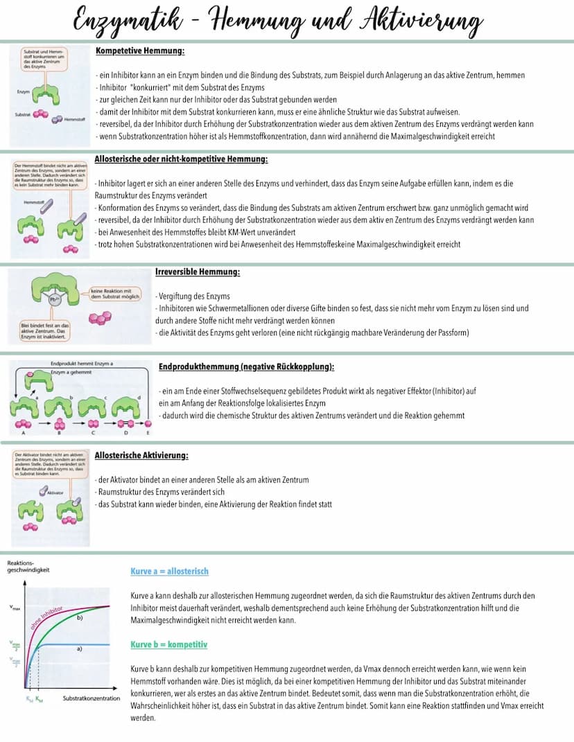 Enzymatik - Einflussfaktoren
Enzymaktivität und Temperatur:
Geschwindigkeit des
Substratumsatzes
0
In
10
20
RGT-Regel
30
40 50
Hitzedenaturi