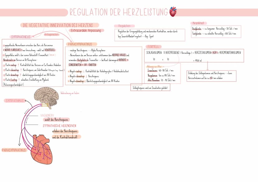 Erregungsbildung & -leitung im Herz
-Herz schlägt autonom n Schrittmacherzellen (ca. 12) -
Muskelzellen
I wegen.
- Sinusknoten = primärer Sc
